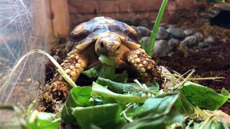 Planted Sulcata Tortoise Enclosure Build Youtube