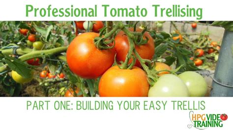 How To Build A Trellis Easy Pvc Tomato Trellis Part One Youtube