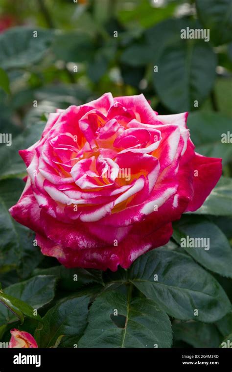 Single Rose Hi Res Stock Photography And Images Alamy