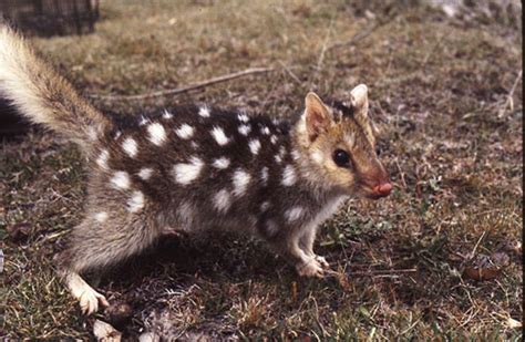 The Quoll Of Two Colors Canis Lupus Hominis
