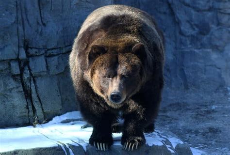In Weather Fit For Hibernation Central Park Grizzly Bears Debut The