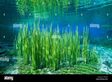 Underwater River Plants