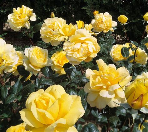 Rosa ‘gold Glow Monaco Nature Encyclopedia
