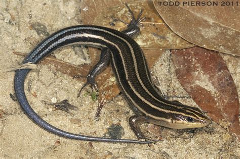 Common Five Lined Skink Amphibians And Reptiles Of Cuyahoga Valley