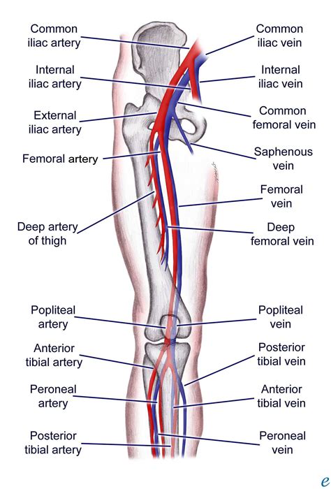 Leg Artery Anatomy