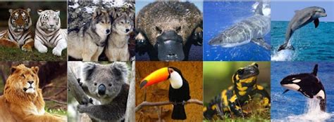 Animais em vias de extinção Lista de esppecies em via de extinçao