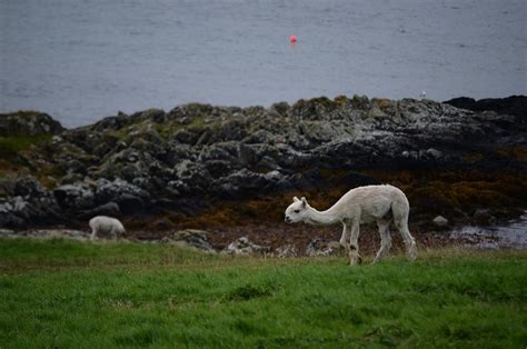 Two Llamas At The Sea Flickr Photo Sharing