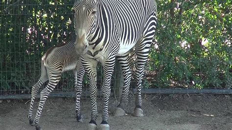 Newborn Baby Zebra Denver Zoo Youtube