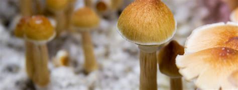 Magic Mushroom Dosage Guide Get Kush