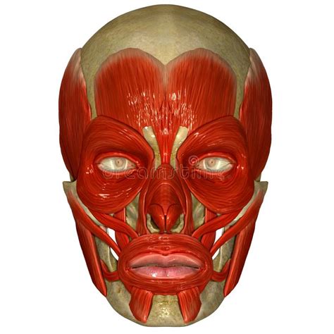 Human face has fourteen bones including the lacrimal bones, the zygomatic bones, the vomer, the nasal these 14 bones form the basic shape of the face, and there are 29 bones in the human head. Facial Muscles On Skull Stock Illustration - Image: 44689044