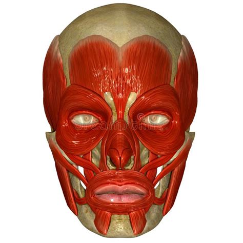 Most of these bones are joined together by sutures, which are the orange lines on this skull model. Facial Muscles On Skull Stock Illustration - Image: 44689044