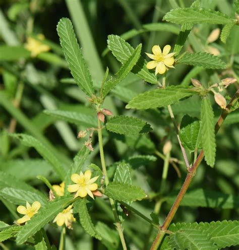 Corchorus L Plants Of The World Online Kew Science