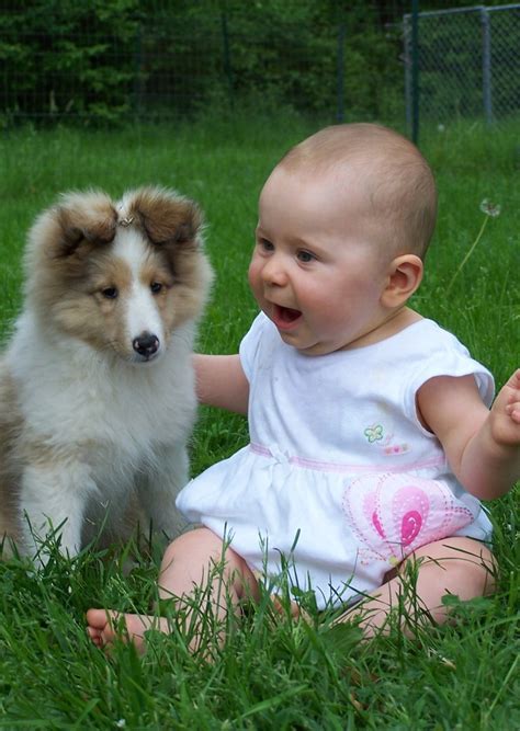 10 Reasons Why You Should Never Own Shetland Sheepdogs