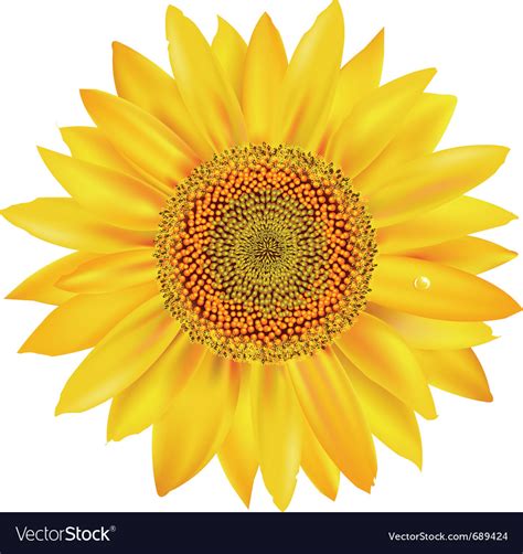 Sunflower Petals Royalty Free Vector Image Vectorstock