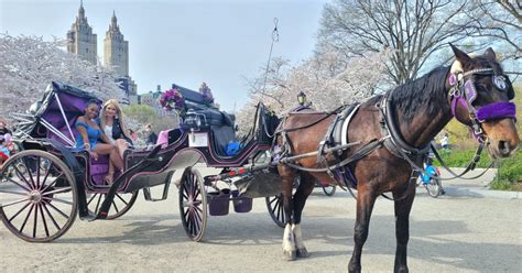 Nyc Guided Central Park Horse Carriage Ride Getyourguide