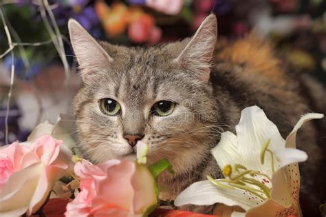Tabby Cat On Among Flowers Stock Image Image Of Depth 181435607