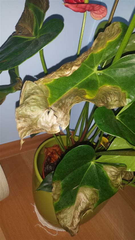 What S Causing This Browning On My Anthurium Leaves