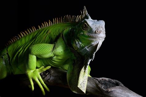Green Iguana Care Habitat Size Lifespan Diet And More