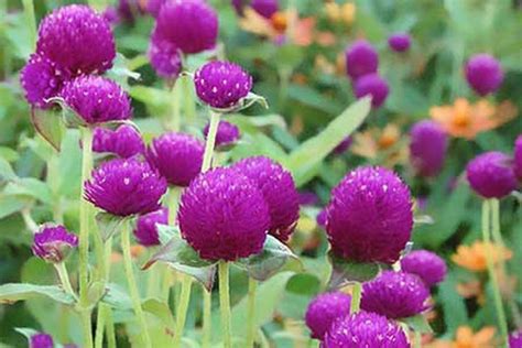 Summer Flowers That Bloom All Season Long This Old House