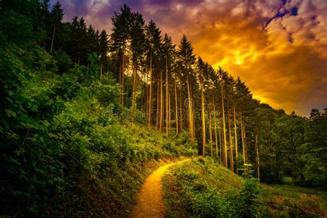 Hiking Path And Sunset In Beautiful Woods Panoramic View Inspirational