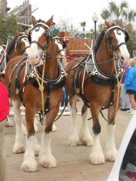 Pin By Southern Girl On Clydesdale Love Clydesdale Horses Clysdale