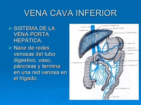 Ideas 85 Of Vena Cava Superior E Inferior Shopandrecycle