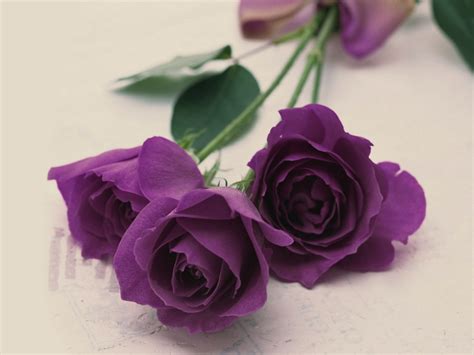 Lavender Roses Wallpaper High Definition High Quality Widescreen