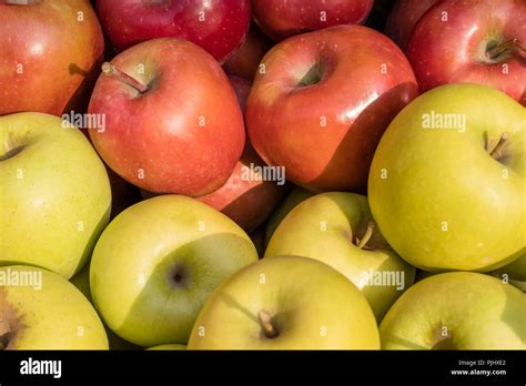 Golden Delicious And Gala Apples Stock Photo Alamy