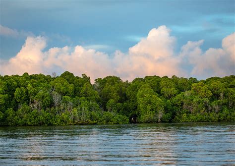 Mangrove Landscape Lamu County Lamu Kenya Eric Laffor Flickr
