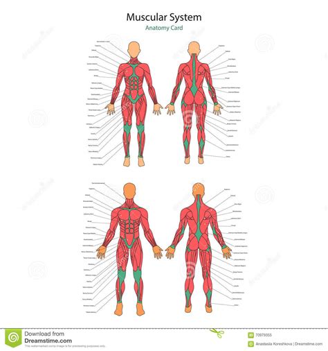 Extends from front to back and top to bottom, dividing the bod… Illustration Of Human Muscles. Female And Male Body. Gym ...