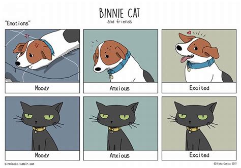 20 Memes About The Hilarious Differences Between Cats