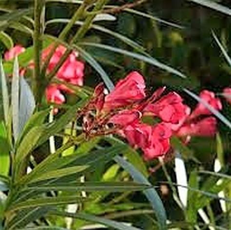 Dwarf Red Oleander Star Nursery Garden And Rock Centers