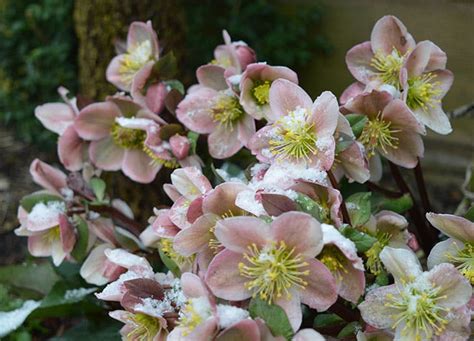 19 Best Winter Plants To Add Color To Your Garden Purewow