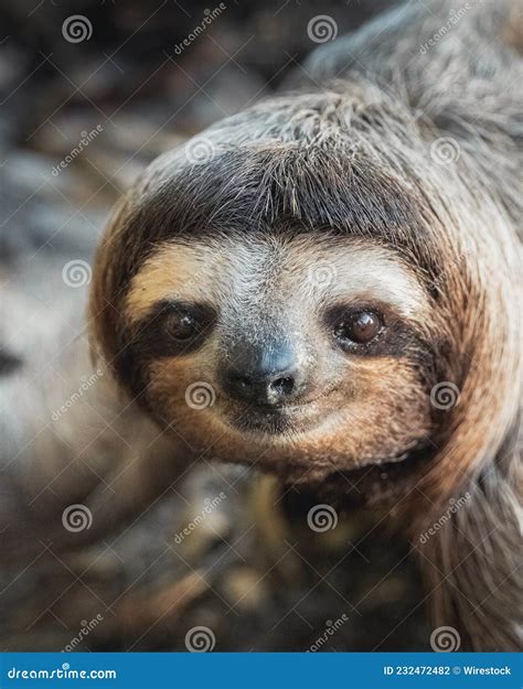 Shallow Focus Of A Cute Pygmy Three Toed Sloth Stock Photo Image Of