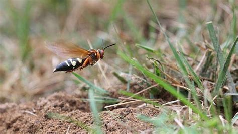 How To Get Rid Of Cicada Killer Wasps Forbes Home