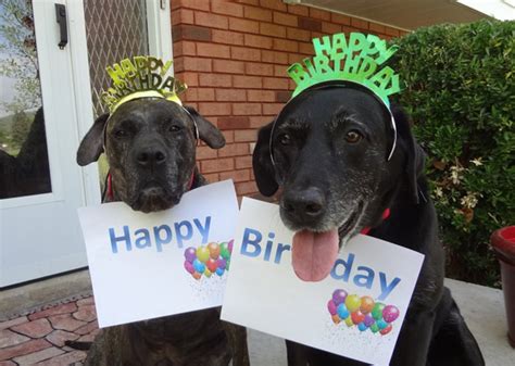 15 Cats and Dogs Celebrating Birthdays Use them in commercial designs under lifetime, perpetual dog with cat carry birthday pizza 2.