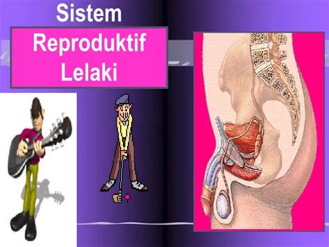 Ppt Sistem Reproduktif Lelaki Powerpoint Presentation Id446708