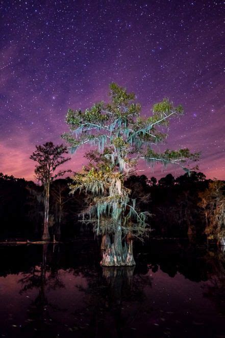Bald Cypress Tree On A Starry Night Caddo Lake Texas Nightsky Bald