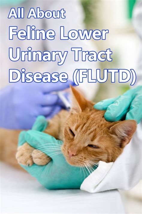 Feline Lower Urinary Tract Disease Flutd Thecatsite
