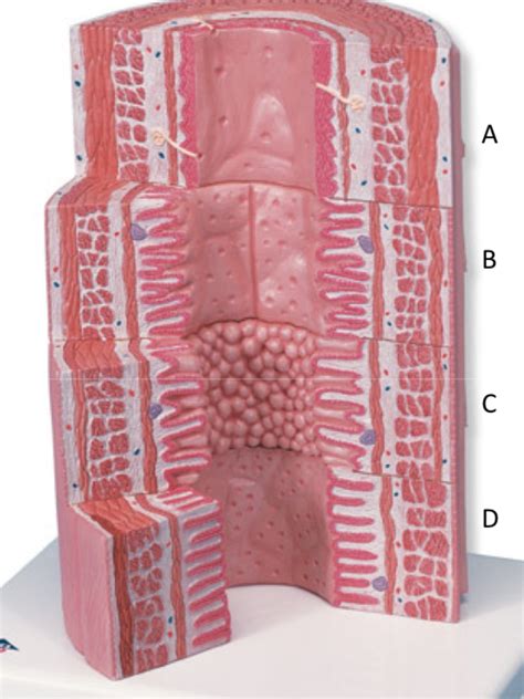 Histology Model Esophagus Stomach Small Intestine Large Intestine