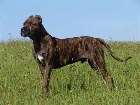 Spanish Alaunt Dogs Breeds Molosoides