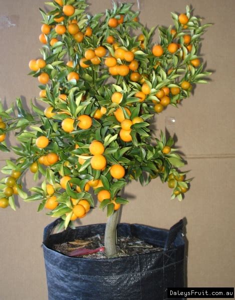Buy Kumquat Meiwa Fruit Tree Citrus Crassifolia