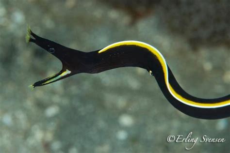 Free Swimming Black Ribbon Eel By Erling Svensen Cool Sea Creatures