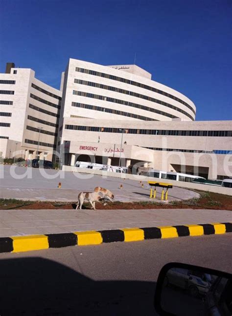 بالصور كلاب ضالة في باحات مستشفى الزرقاء الحكومي الجديد المدينة نيوز