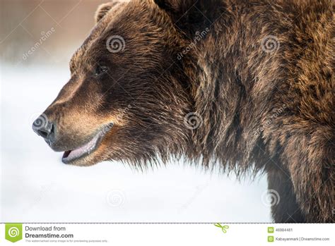 Brown Bear Smiling Stock Image Image Of Smiling Coat