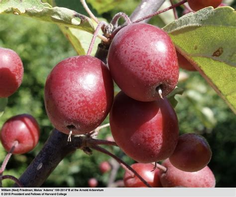 Malus Cultivars A B Trees And Shrubs Online