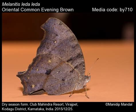 Melanitis Leda Butterfly