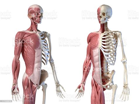 Male Anatomy Diagram Front View Organ Biology Wikipedia Medicine
