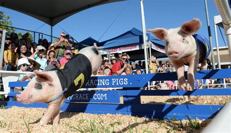 Photos Pig Racing At The Alameda County Fair