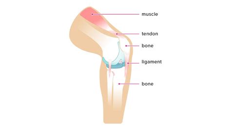 Tendons and ligaments commonly sustain injuries, which usually have similar symptoms and treatments. Difference Between Tendon And Ligament